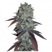 Auto Fastberry (Errors-Seeds)