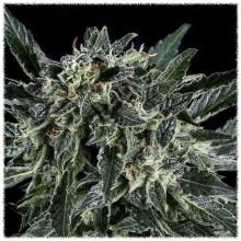 Auto Silver Bullet (Errors-Seeds)