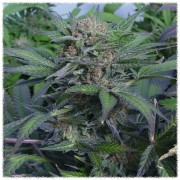 Auto Sweet Mango (Errors-Seeds)