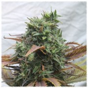 Afghani№1 (Errors-Seeds)