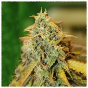 AK-47 (Errors-Seeds)