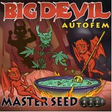 Auto Big Devil fem. (Master-Seed)