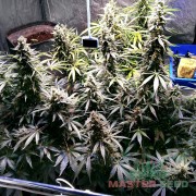 Auto Brooklyn Sunrise (Master-Seed)