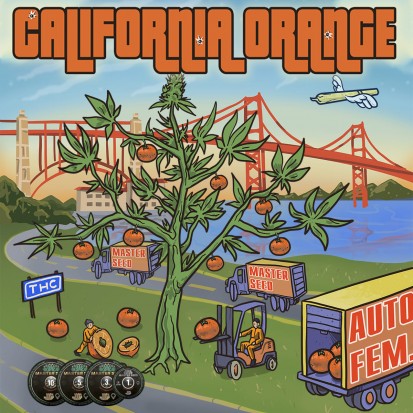 Семена Auto California Orange fem. Испания (Master-Seed)