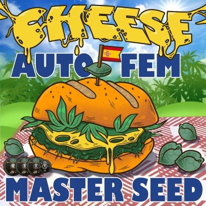 Семена Auto Cheese fem. Испания (Master-Seed)