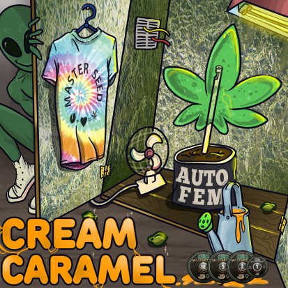 Насіння Auto Cream Caramel fem. Іспанія (Master-Seed)