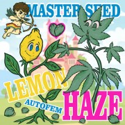 Auto Lemon Haze (Master-Seed)