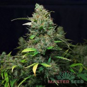Auto Purple Kush fem. (Master-Seed)