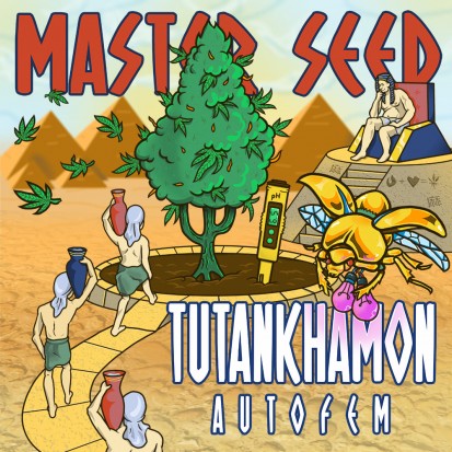 Семена Auto Tutankhamon fem. Испания (Master-Seed)