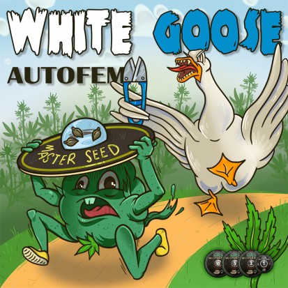 Семена Auto White Goose fem. Испания (Master-Seed)