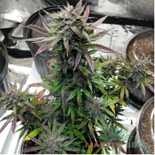 Auto Fastberry (Master-Seed)