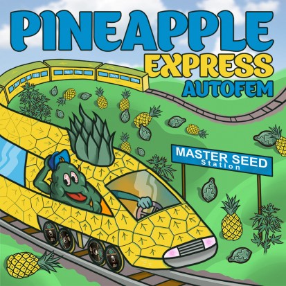 Семена Auto Pineapple Express fem. Испания (Master-Seed)