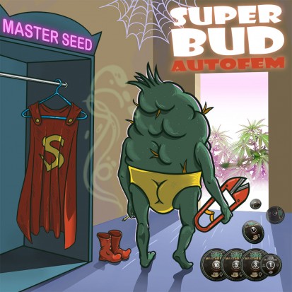Семена Auto Super Bud fem. Испания (Master-Seed)
