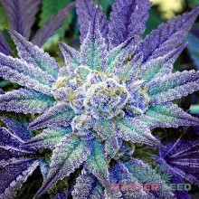 Blueberry (Master-Seed)