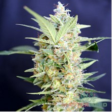 G13 (Master-Seed)