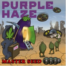 Purple Haze (Master-Seed)